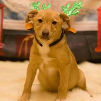 Thumbnail photo of Indie #1