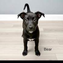 Thumbnail photo of Bear #1