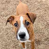 Thumbnail photo of Mesquite #1