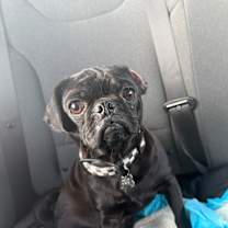 Thumbnail photo of Oreo #3