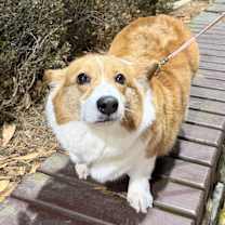 Thumbnail photo of Ari #4