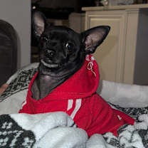 Thumbnail photo of Poe & Lala #3