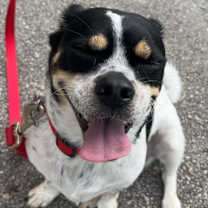 Thumbnail photo of Bailey #3