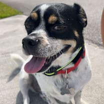 Thumbnail photo of Bailey #4