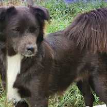 Thumbnail photo of Mr. Floof #3