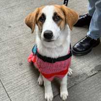 Thumbnail photo of Chief Bogo #3