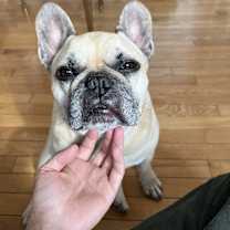 Thumbnail photo of Henry #1