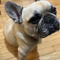 Thumbnail photo of Henry #2