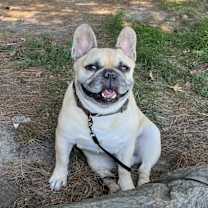 Thumbnail photo of Henry #3