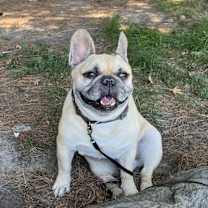 Thumbnail photo of Henry #4