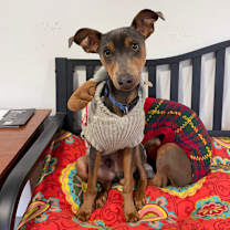 Thumbnail photo of Luigi #1