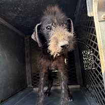 Thumbnail photo of Lolita #2