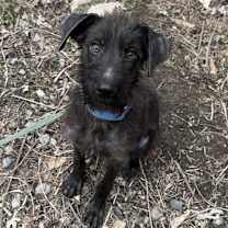 Thumbnail photo of Lolita #3