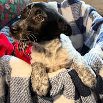 Thumbnail photo of Grady #4