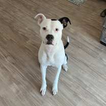 Thumbnail photo of Rocky #2