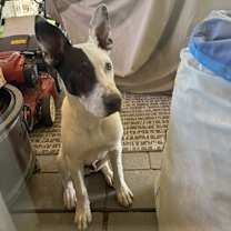 Thumbnail photo of Bandit #1