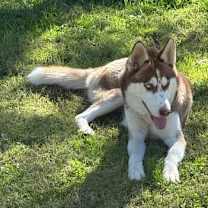 Thumbnail photo of Gago #2