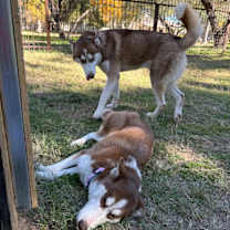 Thumbnail photo of Gago #4