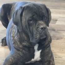 Thumbnail photo of Bruce #1