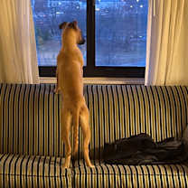 Thumbnail photo of Ellie #4