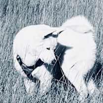 Thumbnail photo of Reina #3