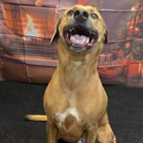 Thumbnail photo of Davey (Caspian) #2