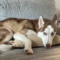 Thumbnail photo of Kai #1