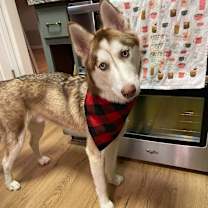 Thumbnail photo of Kai #2