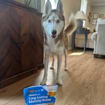 Thumbnail photo of Kai #4