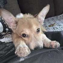 Thumbnail photo of Corbin #4