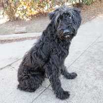 Thumbnail photo of SUGARPLUM #2