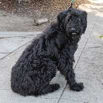 Thumbnail photo of SUGARPLUM #3