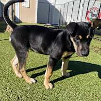 Thumbnail photo of Echo #1