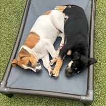 Thumbnail photo of Knox (Patches) #2