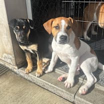 Thumbnail photo of Echo #2