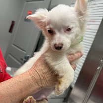 Thumbnail photo of Charmin #2