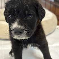 Thumbnail photo of Bam Bam #2