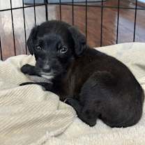 Thumbnail photo of Pebbles #2