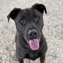 Thumbnail photo of Rigby #1