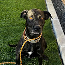 Thumbnail photo of Millie KCAC 25-57967 #1