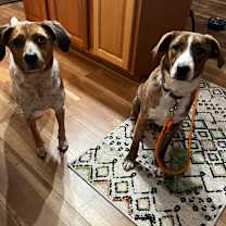 Thumbnail photo of Chili *Adoption Pending* #4