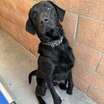 Thumbnail photo of Dodger #4