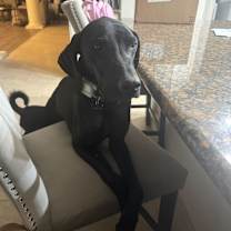 Thumbnail photo of Winston #3