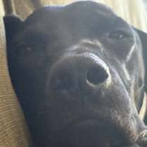 Thumbnail photo of Winston #4