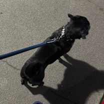 Thumbnail photo of Oreo #4