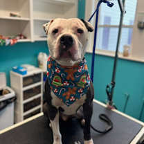 Thumbnail photo of Cane #1