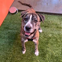 Thumbnail photo of Ferdinand #1