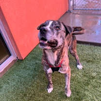 Thumbnail photo of Ferdinand #3