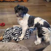 Thumbnail photo of Florance #1