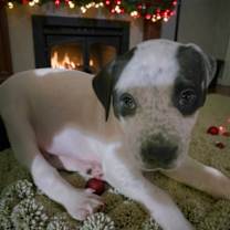 Thumbnail photo of Vulcan #1